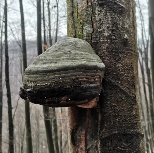 Tinder fungus