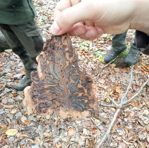 European spruce bark beetle