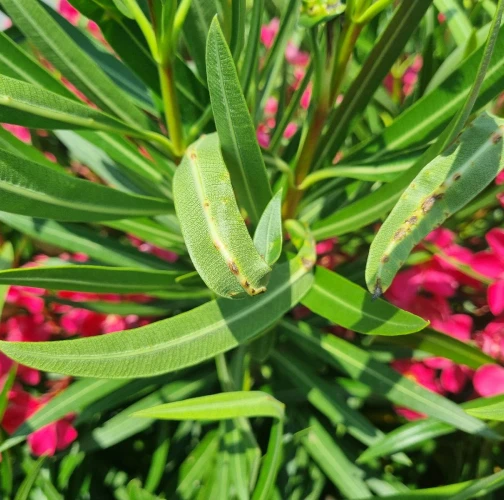 Oleander knot