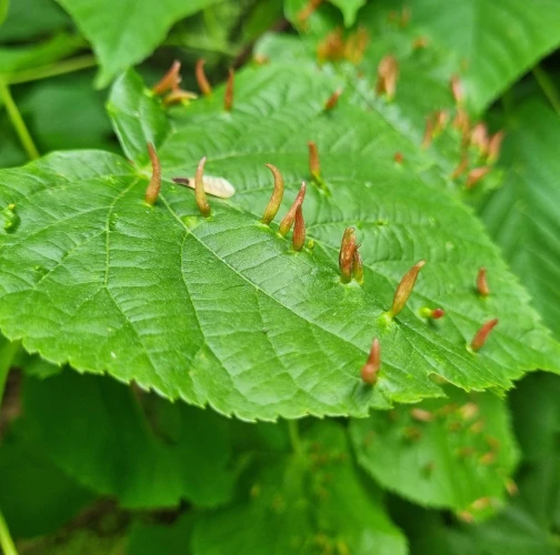 Gall mite Eriophyes tiliae