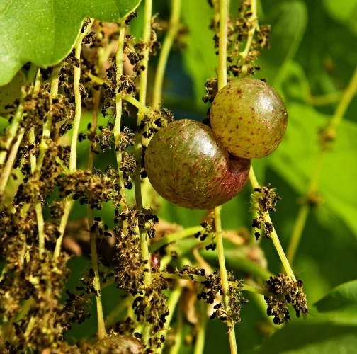 Ing. Ladislav kočik
