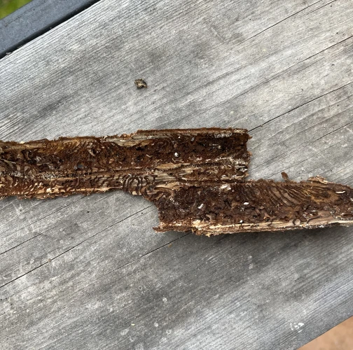 European spruce bark beetle