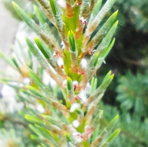 Pine woolly aphid