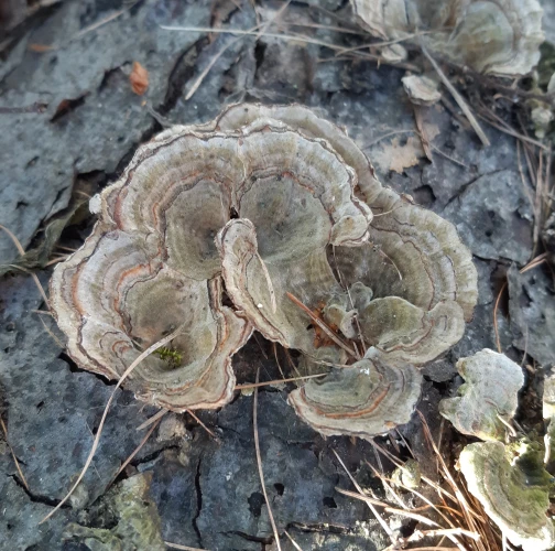 Turkey tail