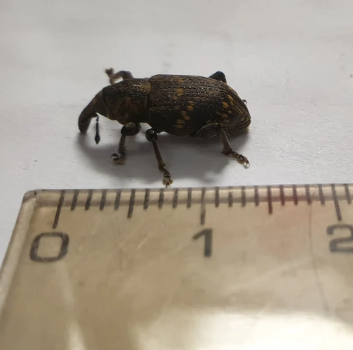 Ing. Vladimír Klein