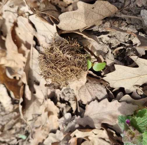 Gall wasp Andricus caputmedusae