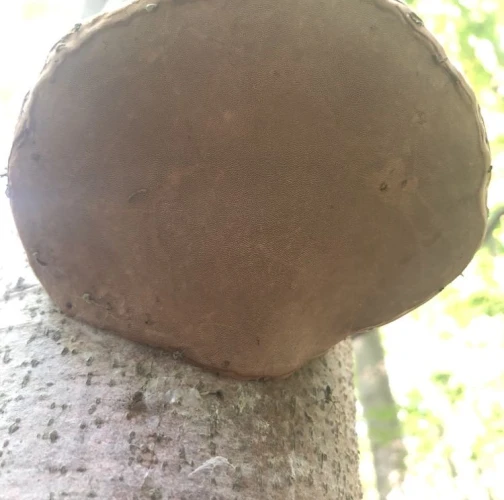 Tinder fungus