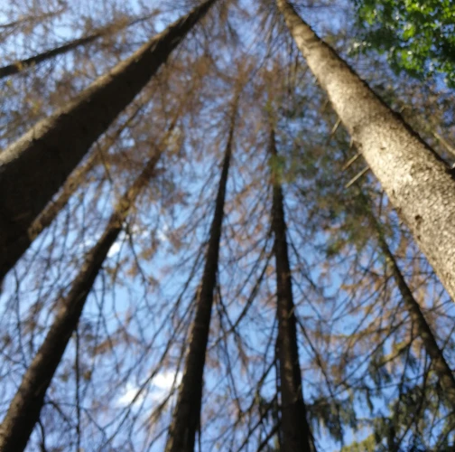 European spruce bark beetle