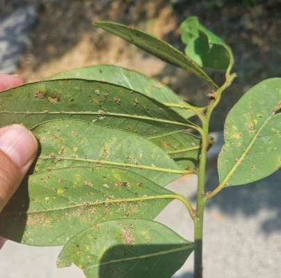 A - This species is not in the database yet