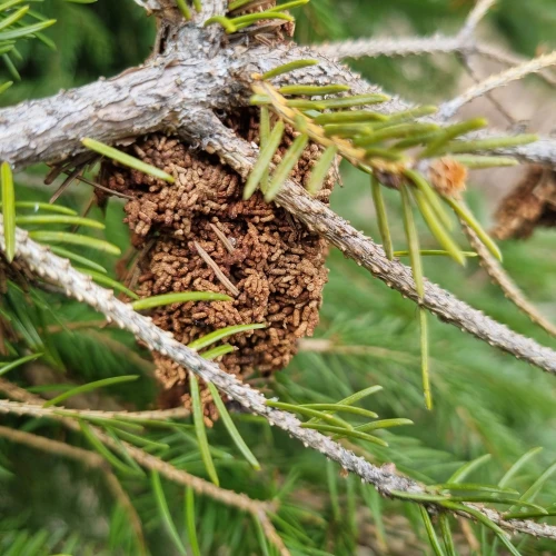  Katarína Bobríková 