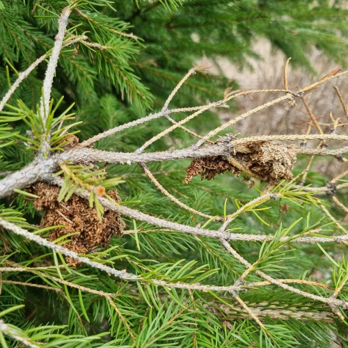  Katarína Bobríková 