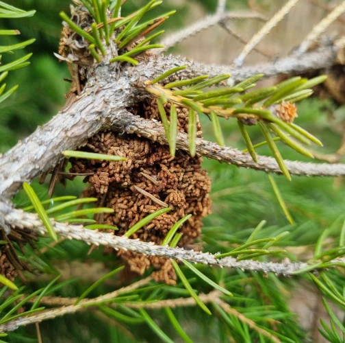  Katarína Bobríková 