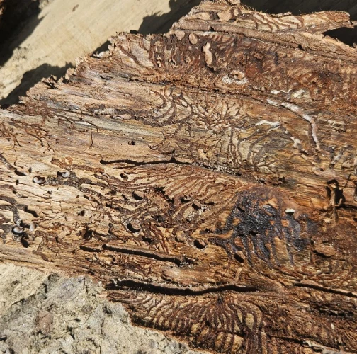 European spruce bark beetle