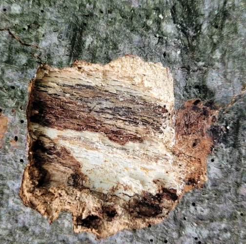 Beech bark beetle