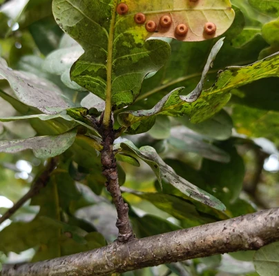 Silk button gall