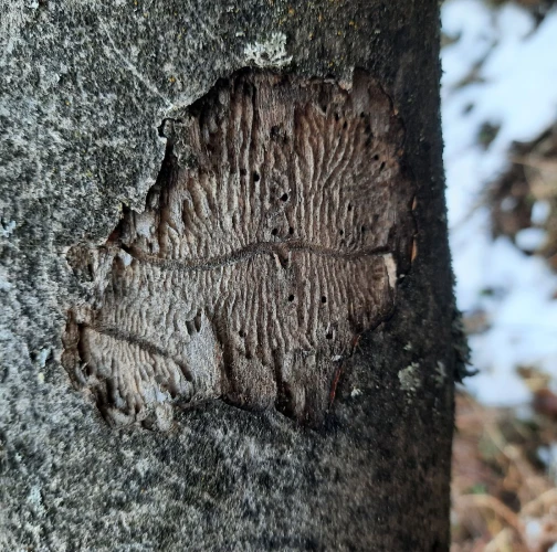 Ash bark beetle