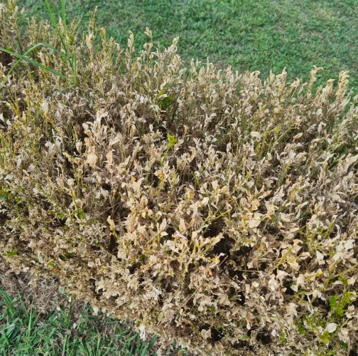 Boxwood pyralid