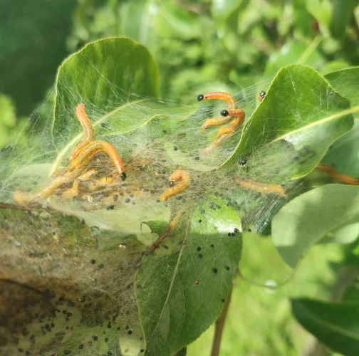 Social pear web-spinner