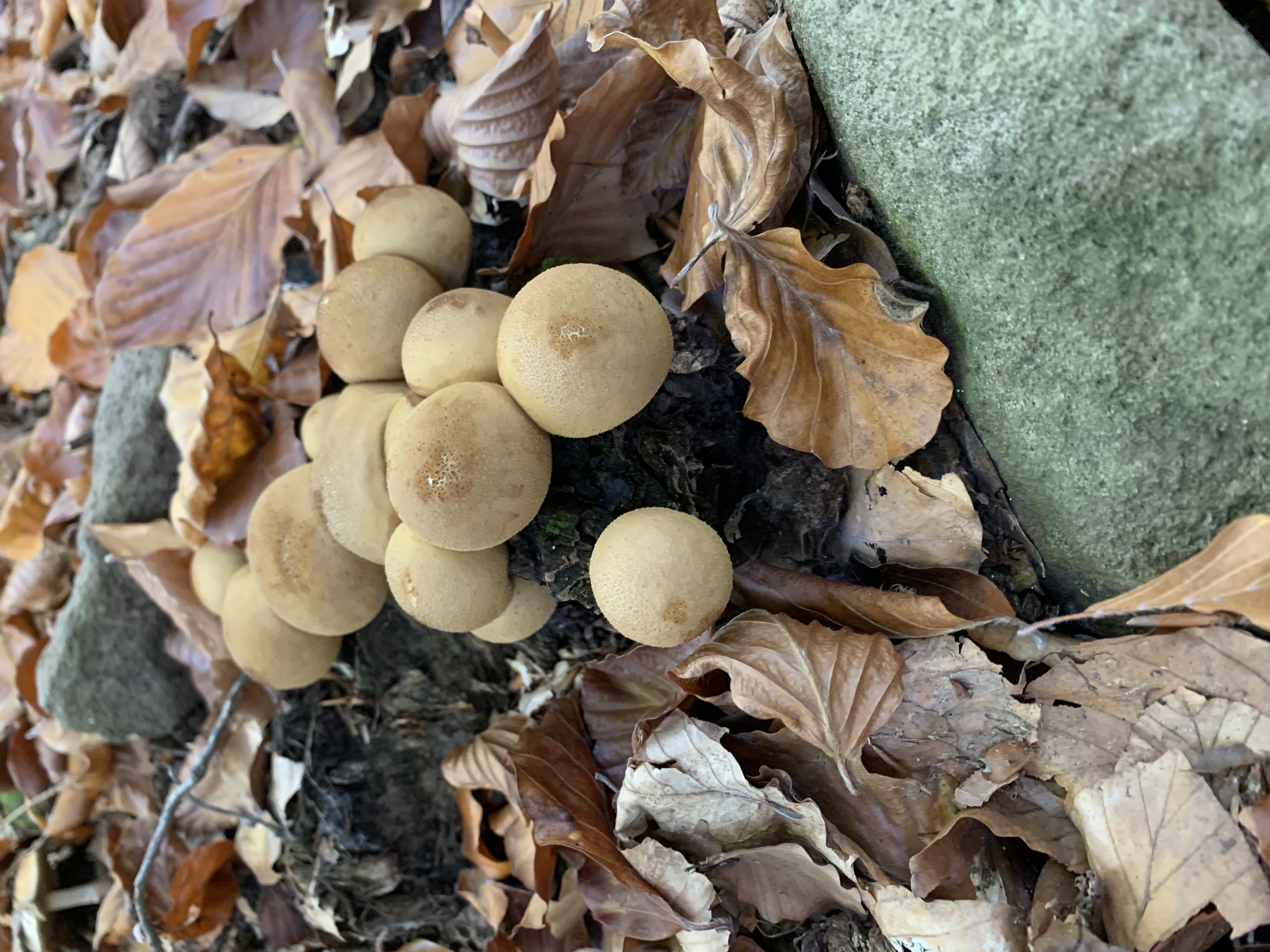 A - nie je v databáze