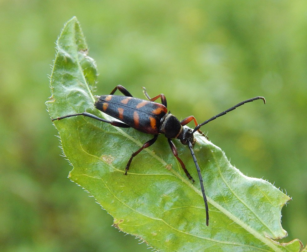 A - nie je v databáze