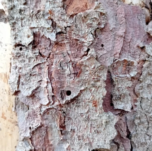 European spruce bark beetle