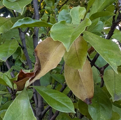 A - This species is not in the database yet