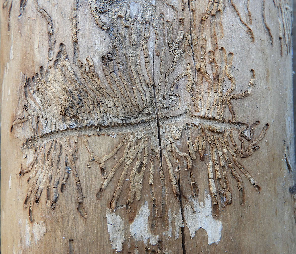 Hylesinus varius (=fraxini)