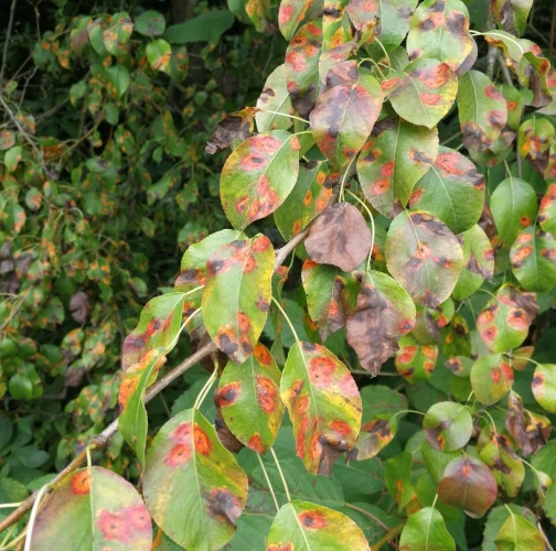 European pear rust