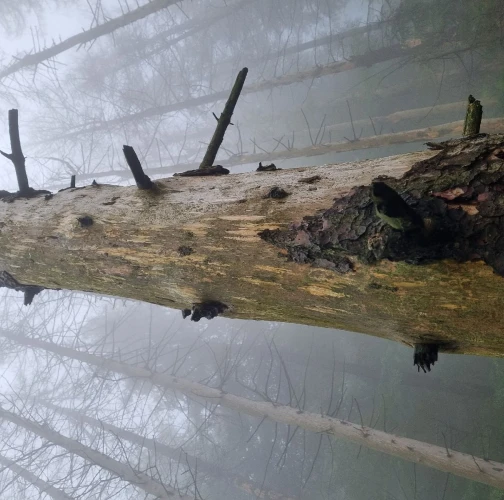 European spruce bark beetle