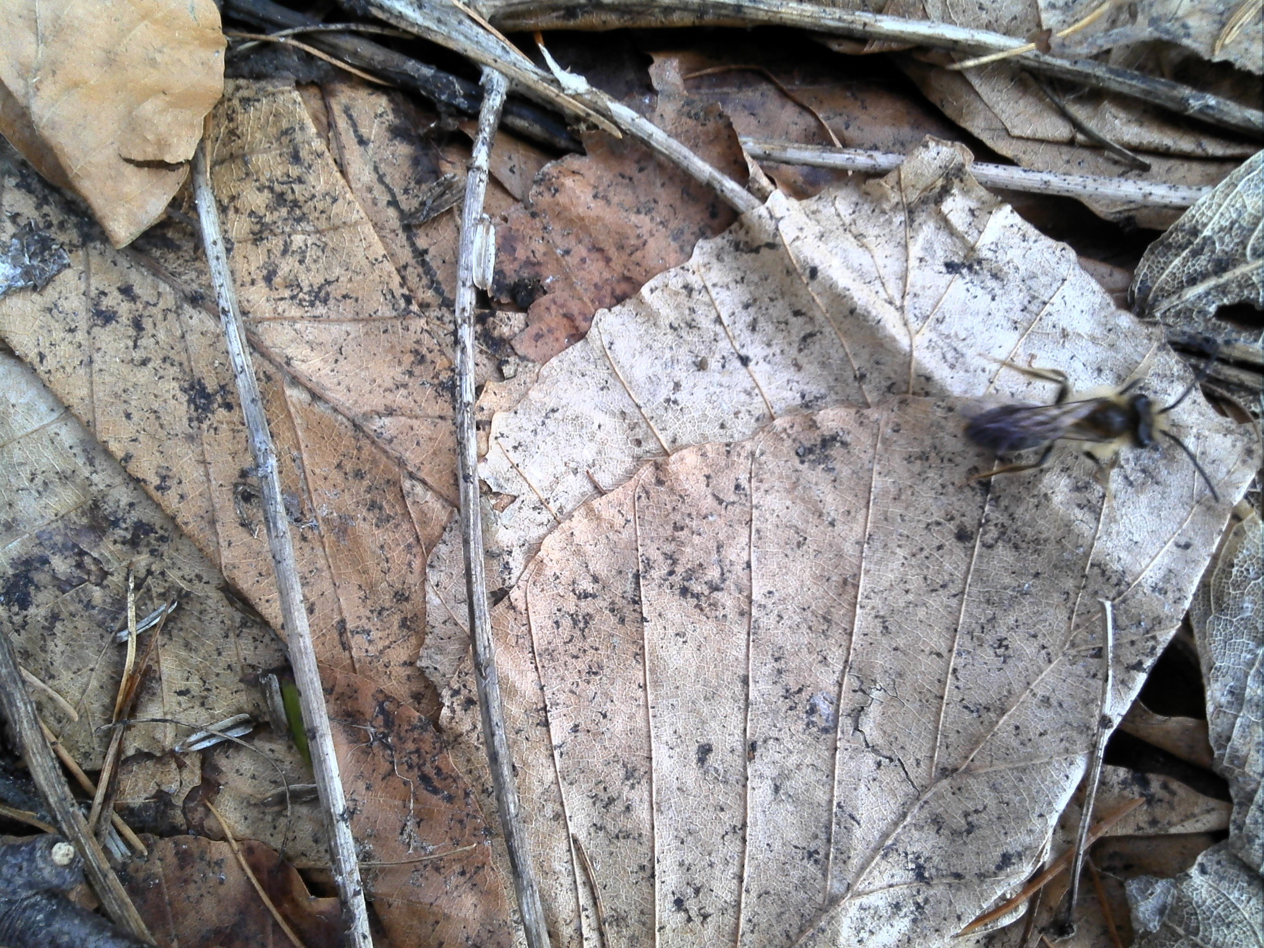 A - nejednoznačne určený, nie sme si istí