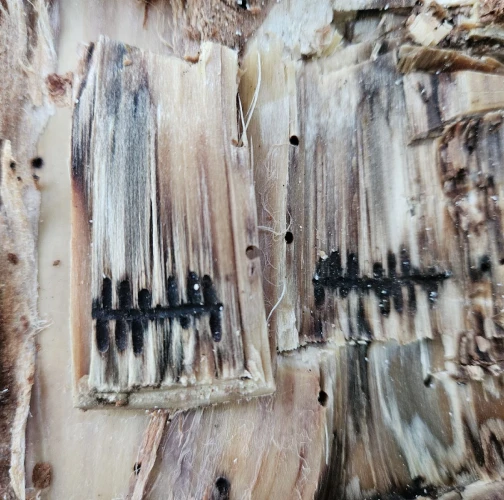 Striped ambrosia beetle