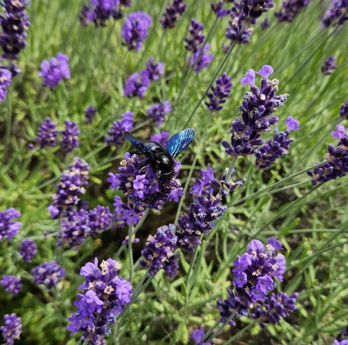 Violet carpenter bee