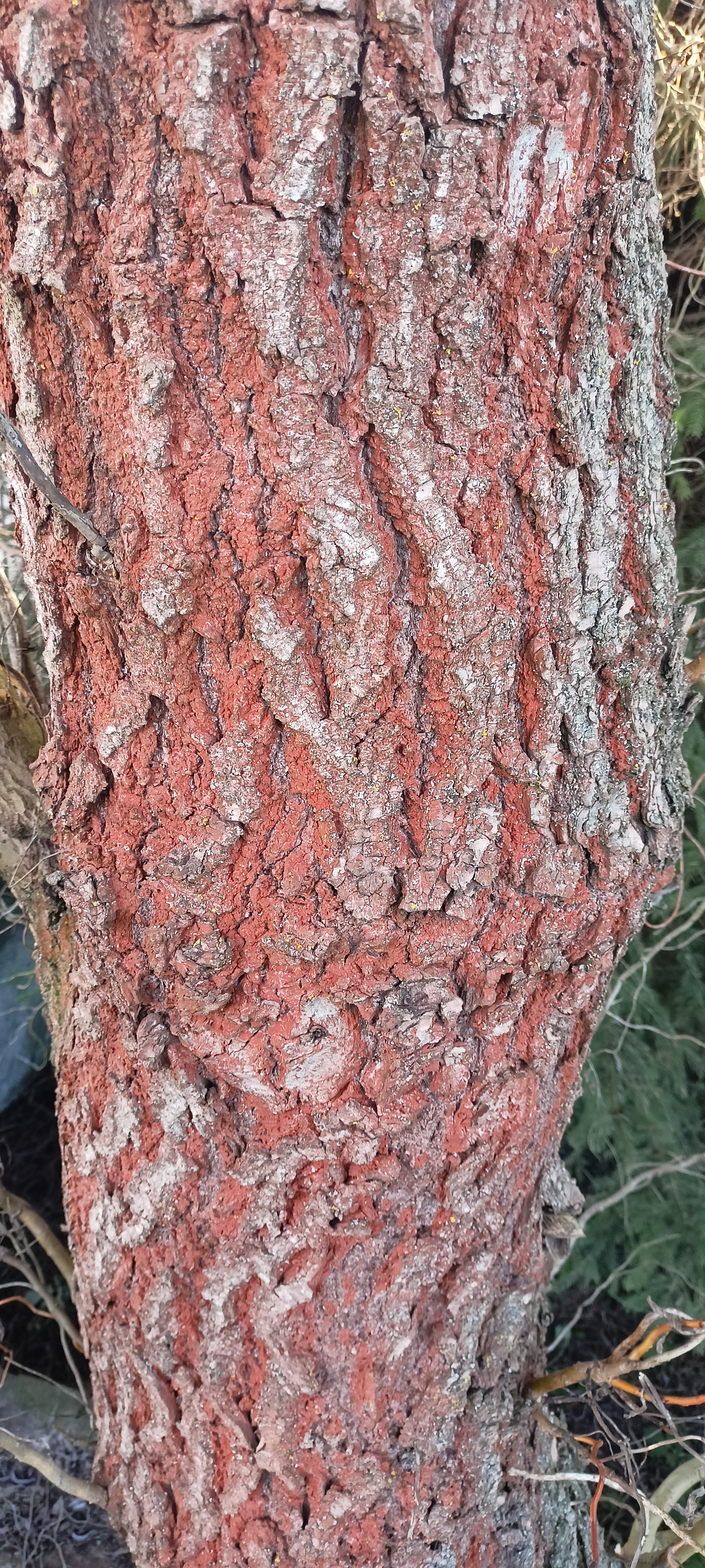 A - nie je v databáze