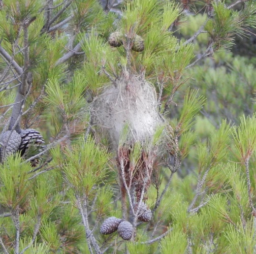 Pine processionary moth