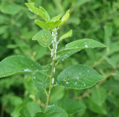 Citrus flatid planthopper