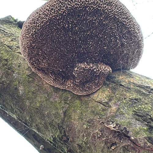 Slávka Chrachalová