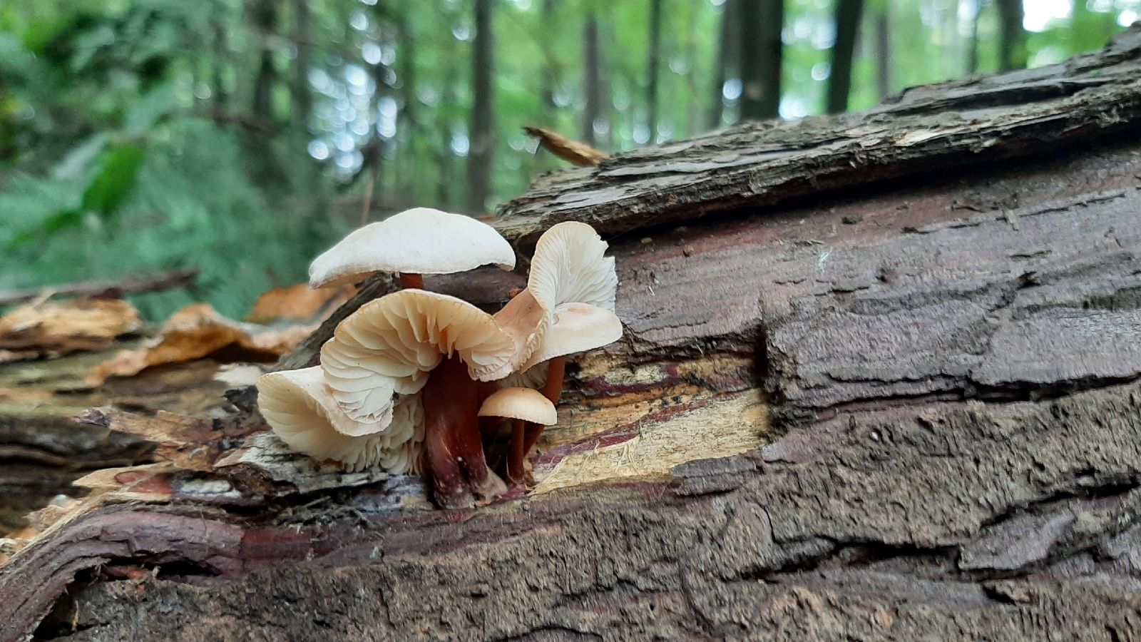 A - nie je v databáze