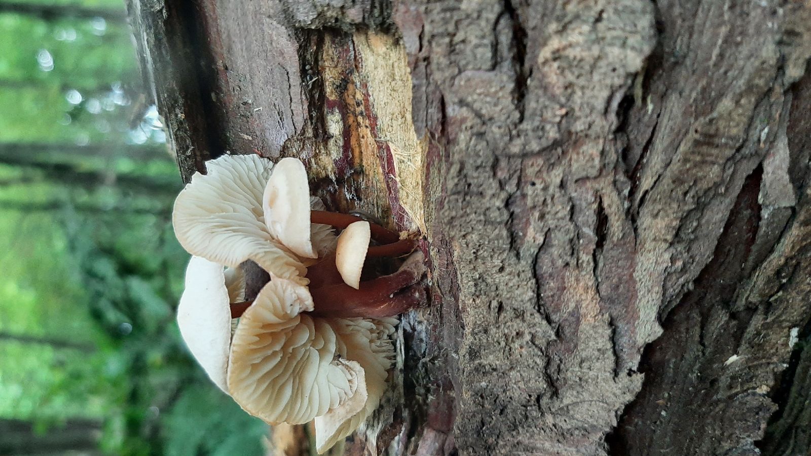 A - nie je v databáze