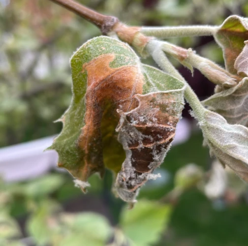 Plane tree powdery mildew