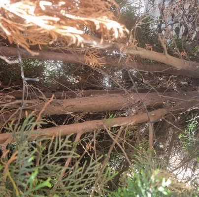 Cypress jewel beetle