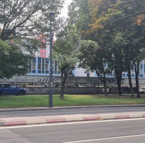 Catalpa powdery mildew 