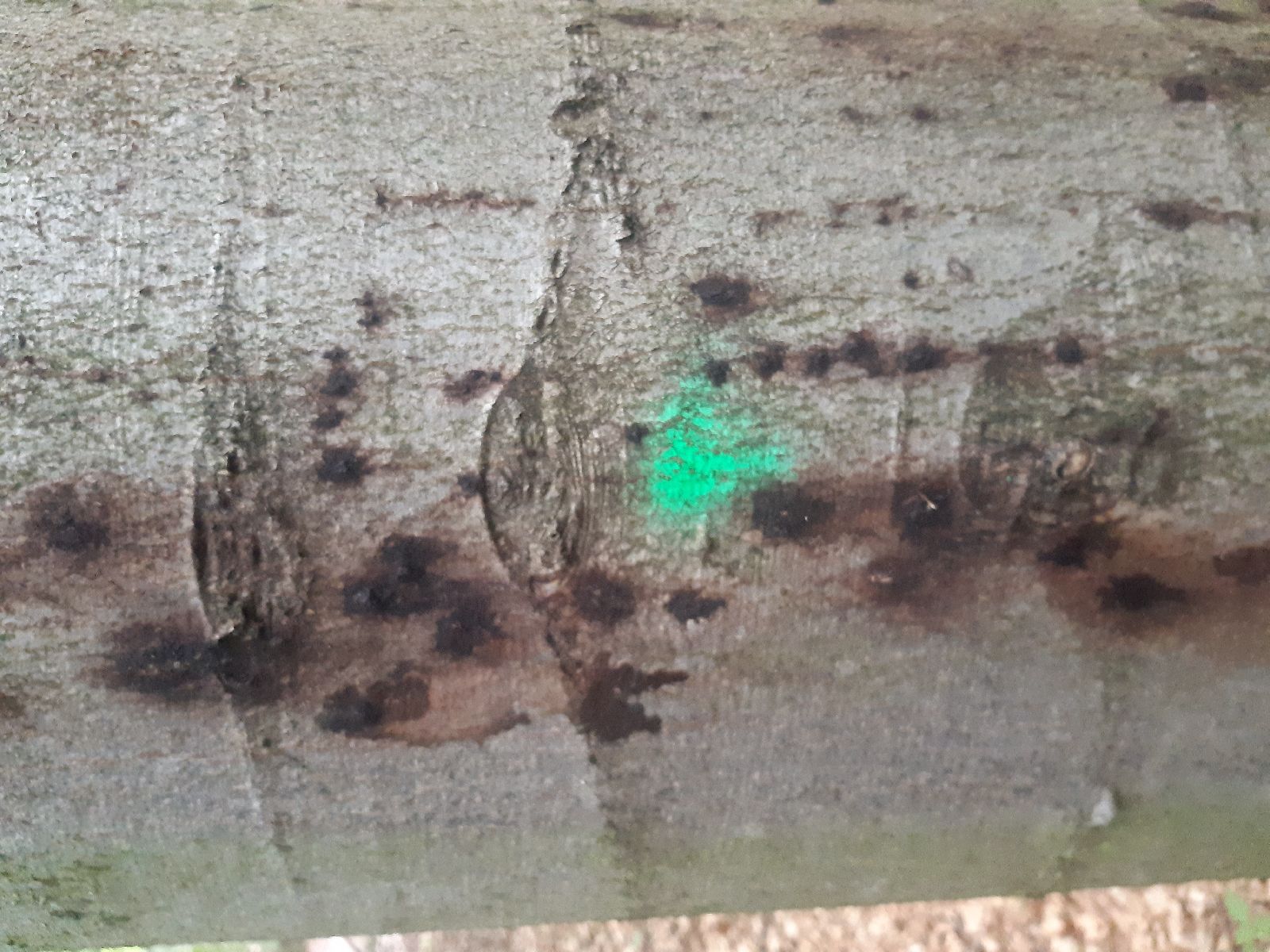 Taphrorychus bicolor