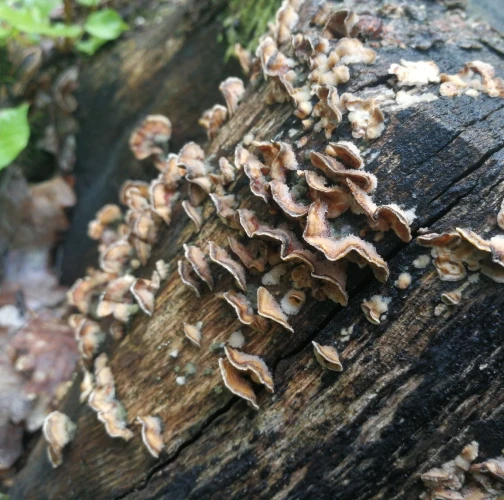 False Turkey tail