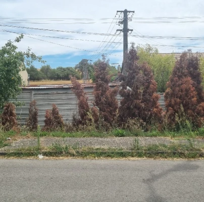 Cypress jewel beetle