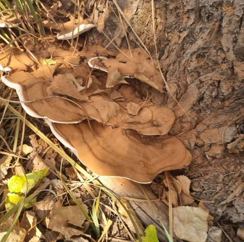 Ganoderma applanatum (= lipsiense)