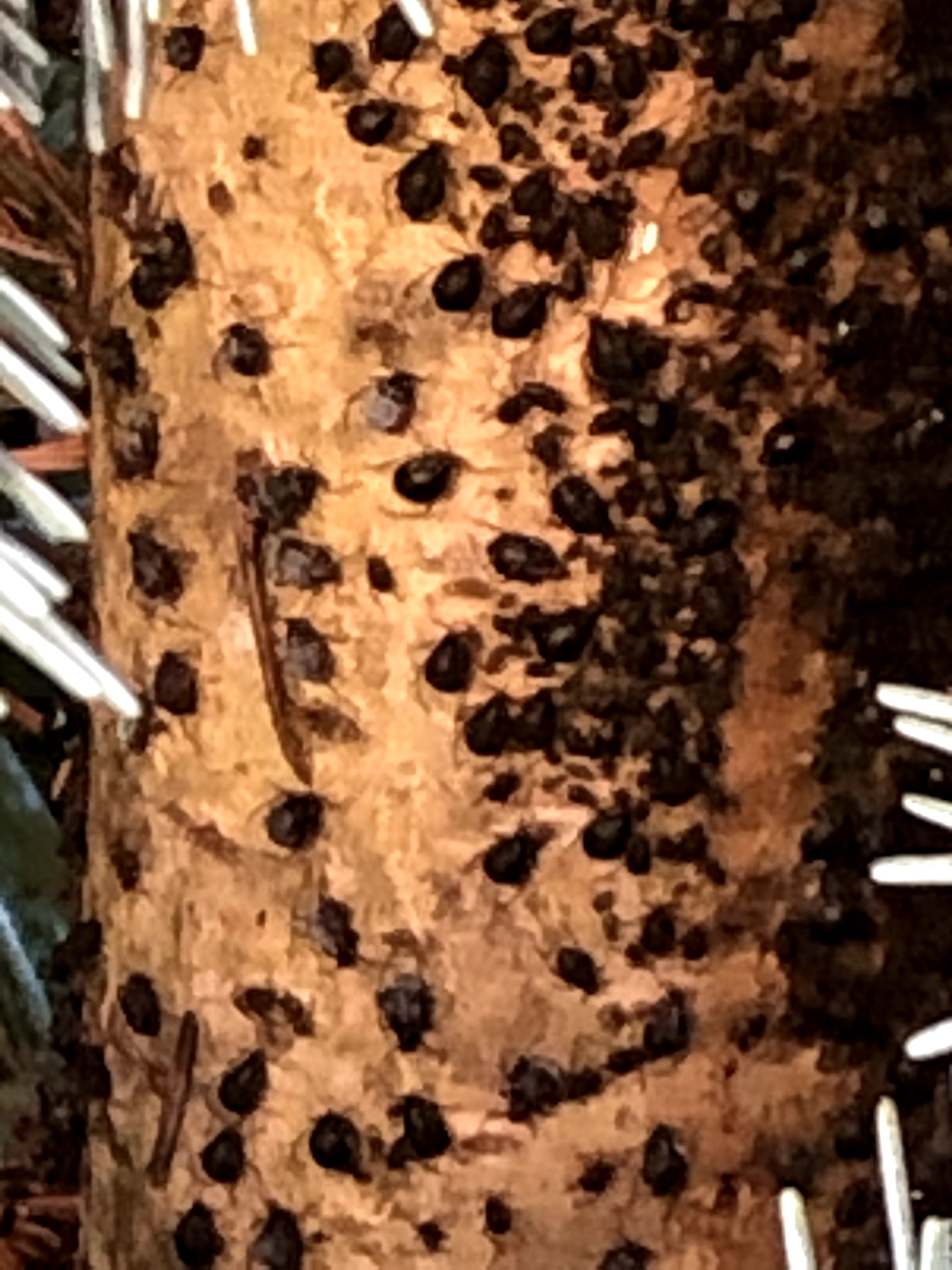 A - nejednoznačne určený, nie sme si istí