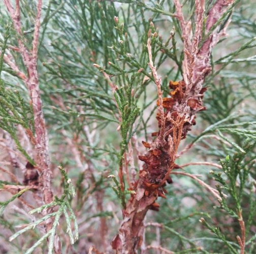 European pear rust