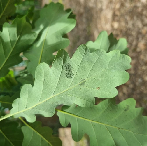 Oak lace bug