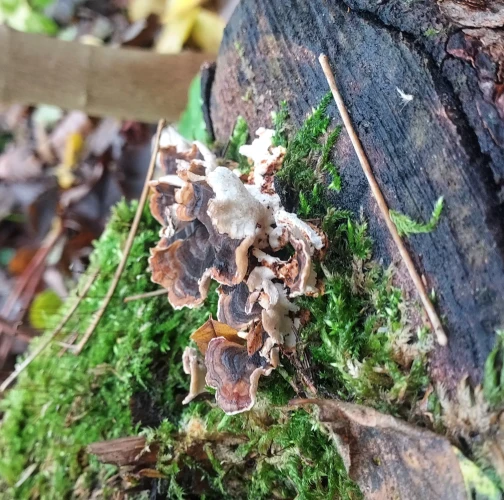 Turkey tail
