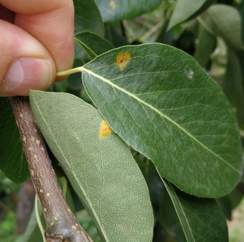 European pear rust